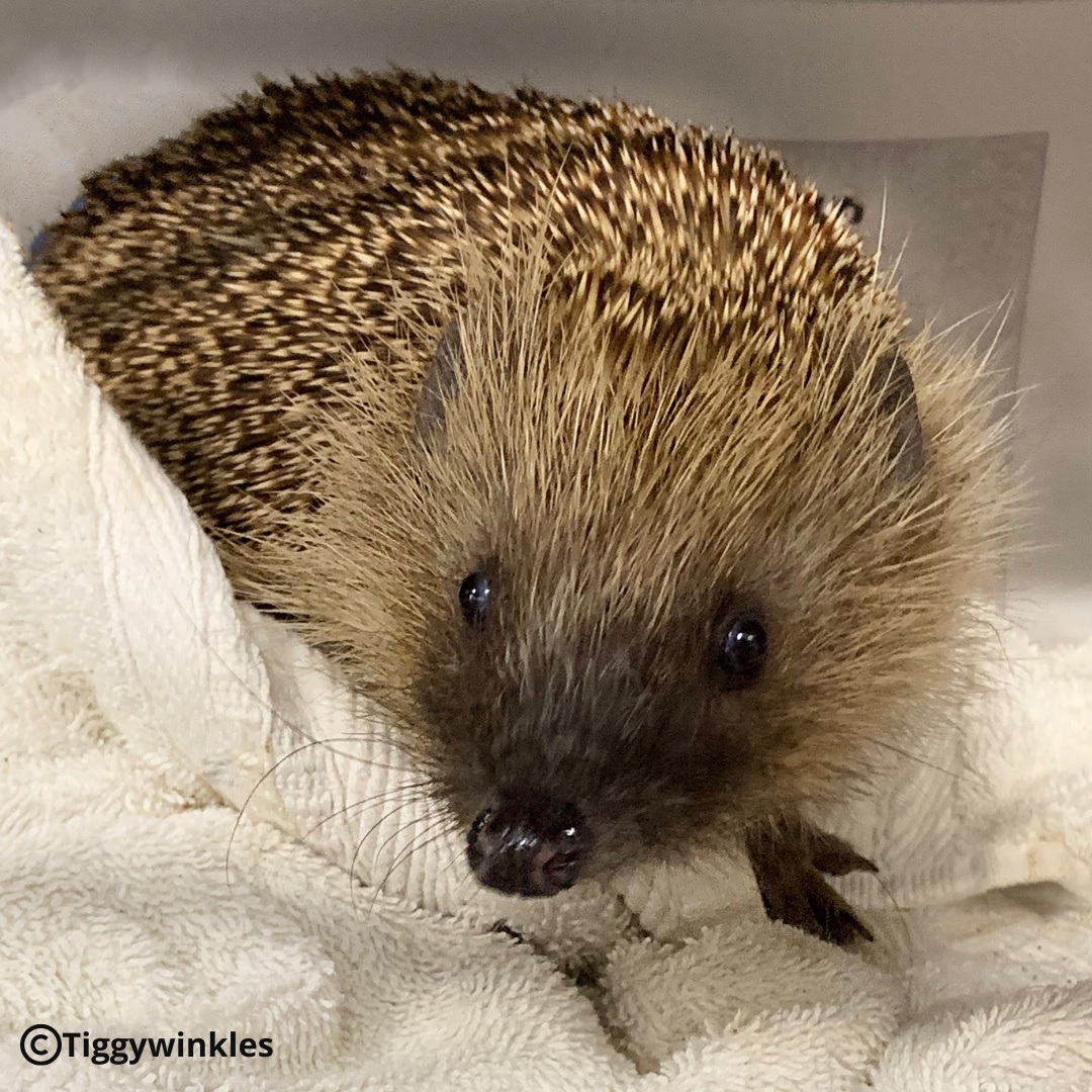 Tiggywinkles tweet media