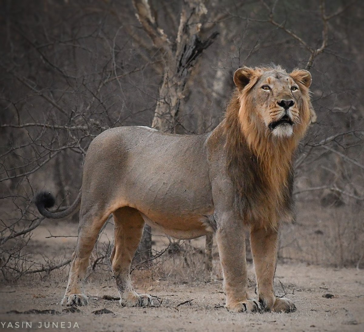 #WorldLionDay2023

On occasion of world lion day 🦁😎