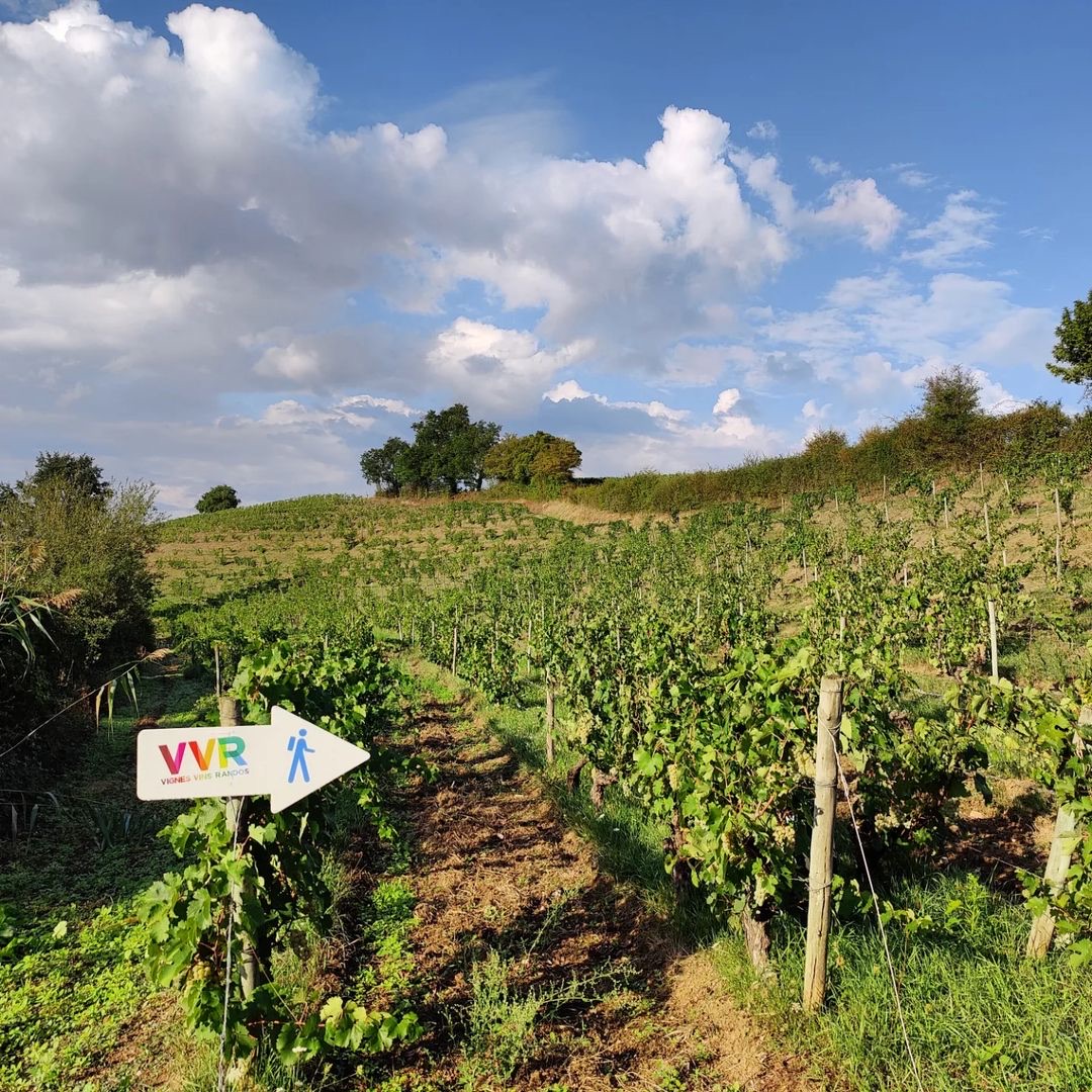 vinsdeloire's tweet photo. Ce week-end c’est @vvrvaldeloire ! Des #randos dans tout le vignoble, des dégustations et des chouettes rencontres avec les #vignerons et vigneronnes participants 🍷
Et vous, quelles balades avez-vous prévu de faire ? 🍇
Photo : @FloraViolleau sur Instagram
#VVR #VVR23 https://t.co/r7TVsFqkVk
