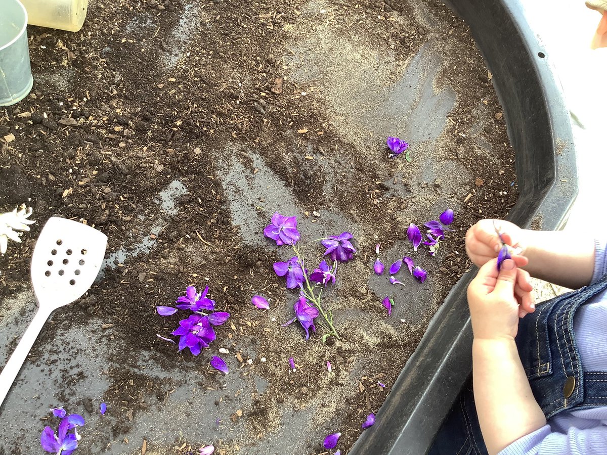 meadowsnursery's tweet photo. Using our fresh flowers to experiment with in our mud kitchen
#scentday https://t.co/SwbD9gJqbe