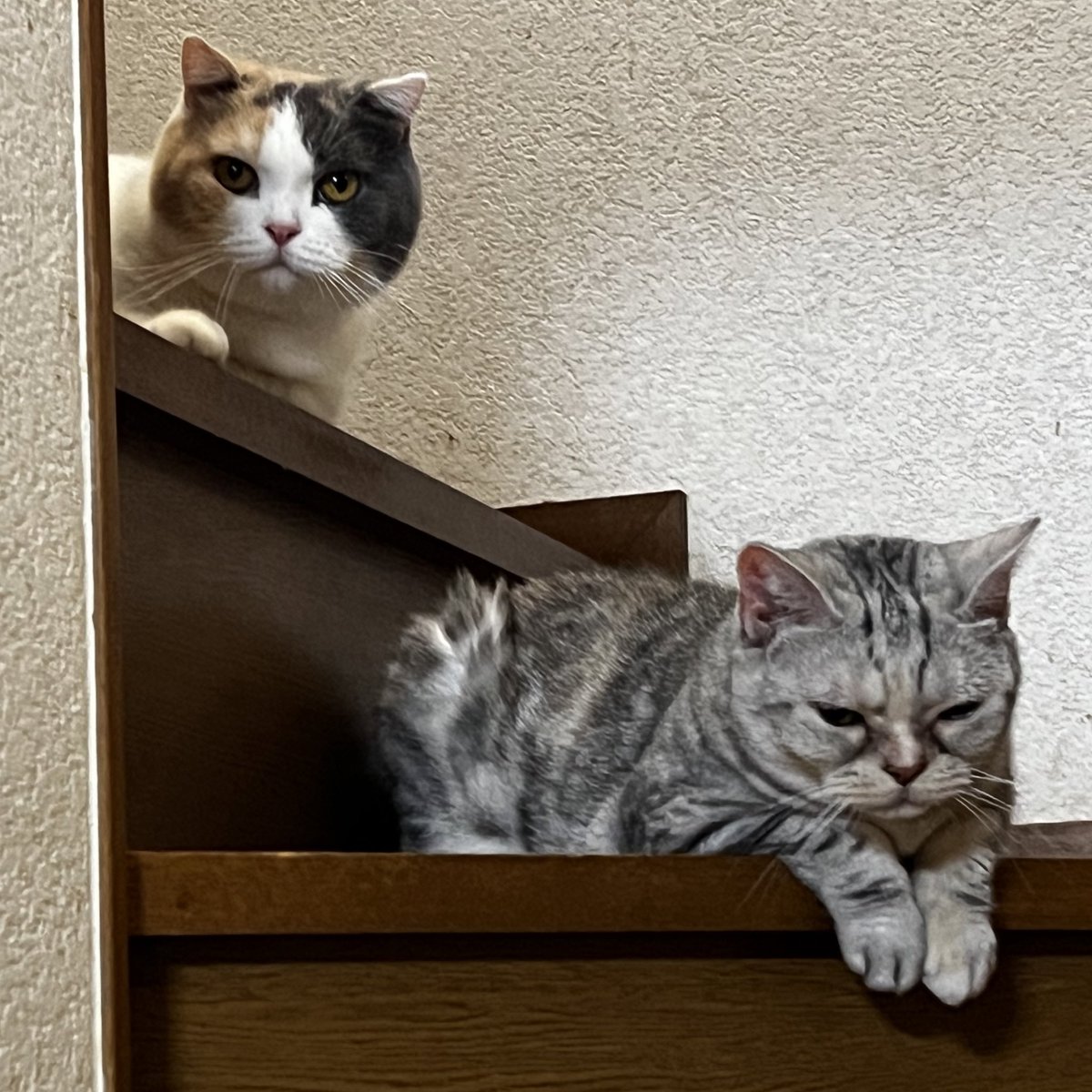 𝒦𝒶ℴ𝒽𝓊 🐈 tweet media