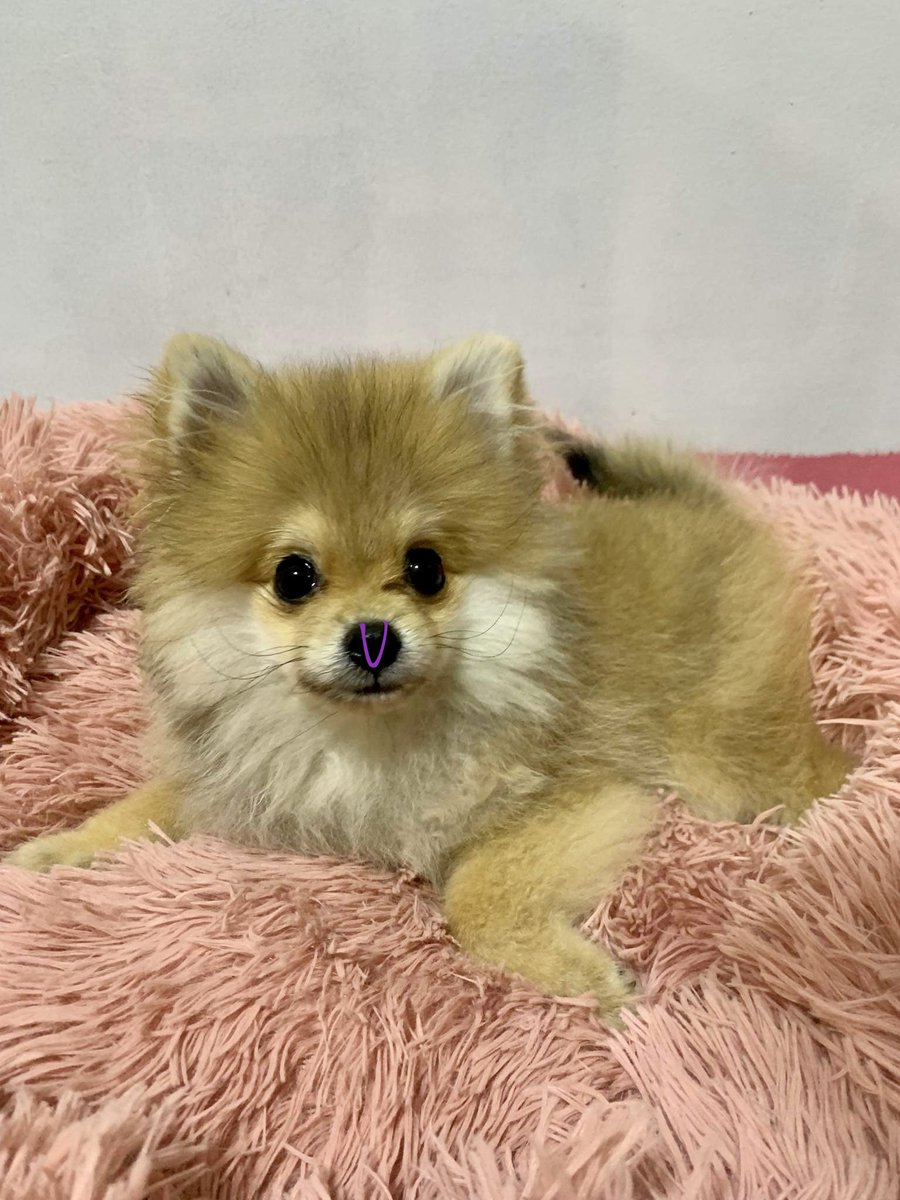 marylovestae's tweet photo. I want to see every army’s doggo with a V on their nose 🥺
#V
#LAYOVERbyV
#LAYOVER_IS_COMING https://t.co/R803Ea0h1d