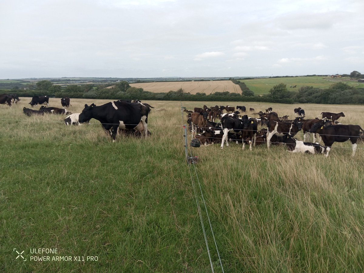 Fence line weaning is a go, see if everyone is where they should be come morning.