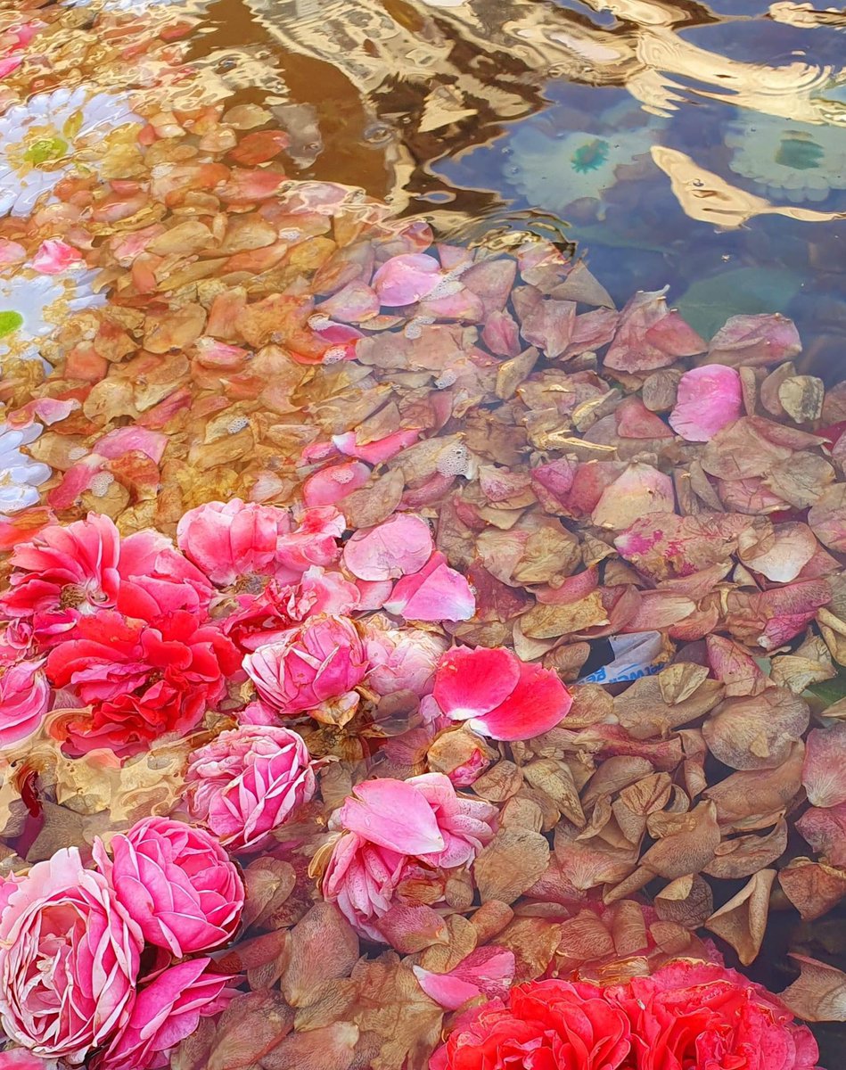 Havuz tabuttur suya ve su kefenidir gülün...