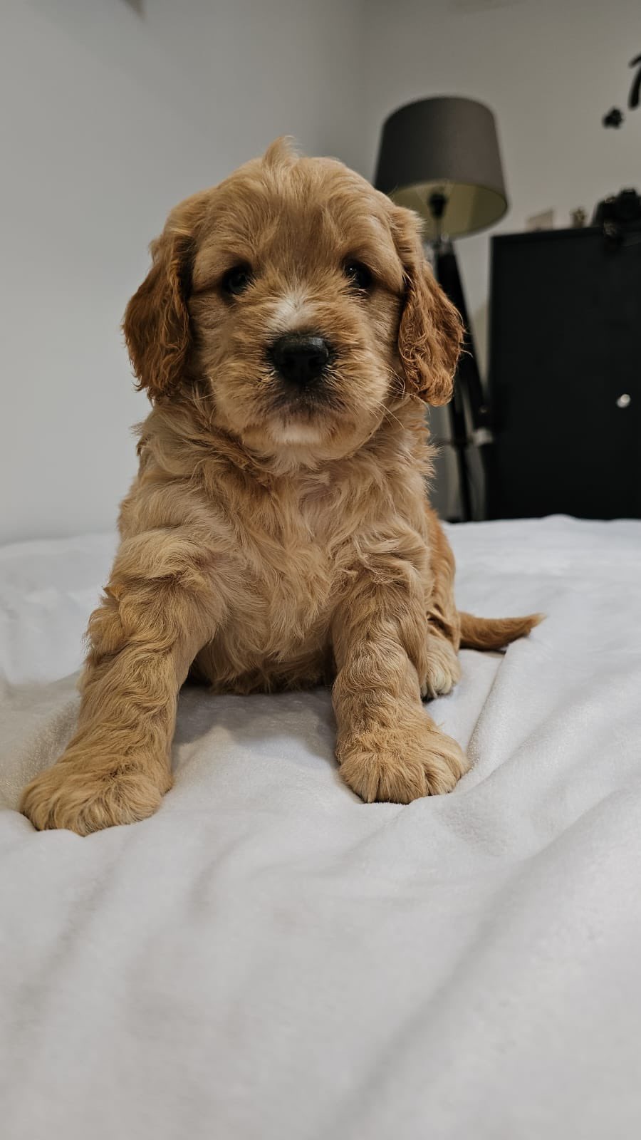 Rosedale cockapoo best sale