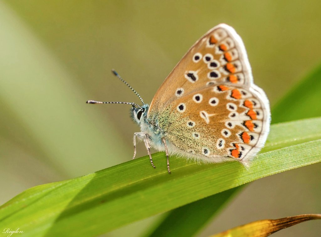 RigdenDebbie's tweet photo. Common Blue Butterfly π¦
#commonbluebutterfly
#Butterfly #insects #nature #wildlife https://t.co/Ei4m9BeCDi