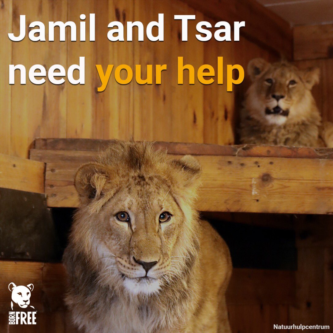 DonnaM333's tweet photo. Happy World Lion Day 🦁. Please help Born Free get these 2 beautiful boys home to Shamwari in South Africa. 🙏 #bornfreefoundation #bornfree #lions #keepwildlifeinthewild #sanctuary #shamwari #virginiamckenna #willtravers #lionking https://t.co/r9NufOTWAc
