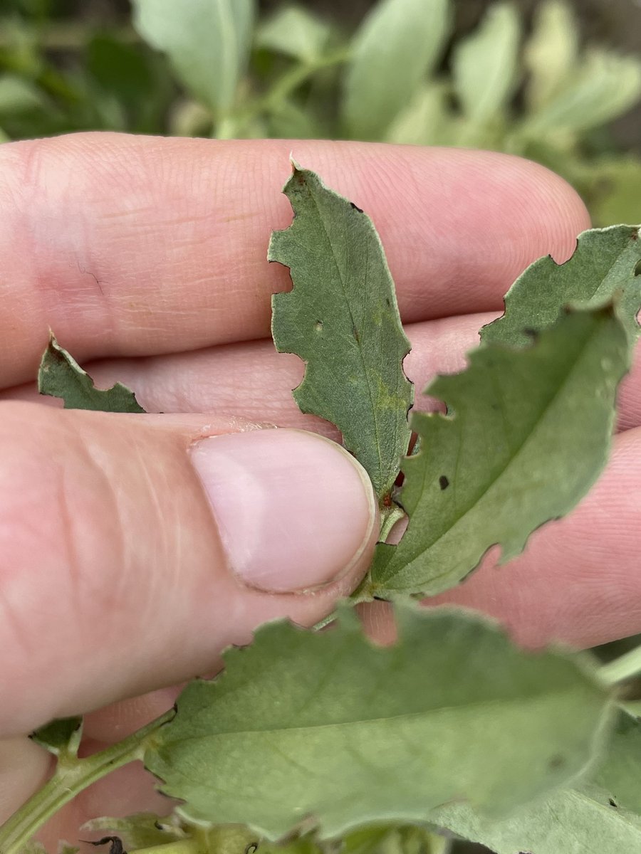 Breanne Tidemann (@breannetidemann) on Twitter photo Did I get to visit fellow <a href="/AlbertaCanola/">Alberta Canola</a> leader <a href="/KyleBrink15/">Kyle Brink</a>’s farm the other day? I did! Did I occasionally get distracted taking pictures of weeds? Of course I did haha. And pea leaf weevil notches <a href="/vanbugsky/">DrVanbugsky</a> <a href="/Megarhyssa/">Shelley Barkley 🐞🦋📷🐛</a> Did I get to visit fellow <a href="/AlbertaCanola/">Alberta Canola</a> leader <a href="/KyleBrink15/">Kyle Brink</a>’s farm the other day? I did! Did I occasionally get distracted taking pictures of weeds? Of course I did haha. And pea leaf weevil notches <a href="/vanbugsky/">DrVanbugsky</a> <a href="/Megarhyssa/">Shelley Barkley 🐞🦋📷🐛</a>