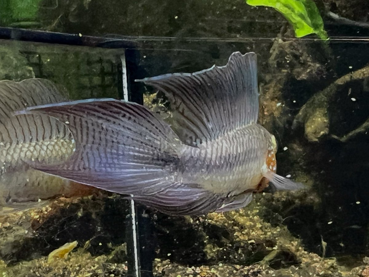 3種いるリネアタ。一番でてないやつです。水槽前面がコケってたので、こすって、久しぶりに見たら成長を遂げていたって話です。尾鰭の異常な成長！ハサミムシみたいになっとります🤣
AP.リネアタ

aquarium.blogmura.com/apistogramma/r…

#毎日アピスト #キンメの毎日　#アピスト
#水草 #熱帯魚