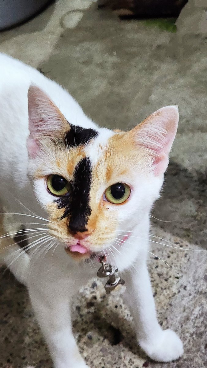 Hyro_Woofful's tweet photo. Bleeehh 😛 😹 #CatsOfTwitter #Shasha #Cat #bleeh https://t.co/mAwWItGpgh