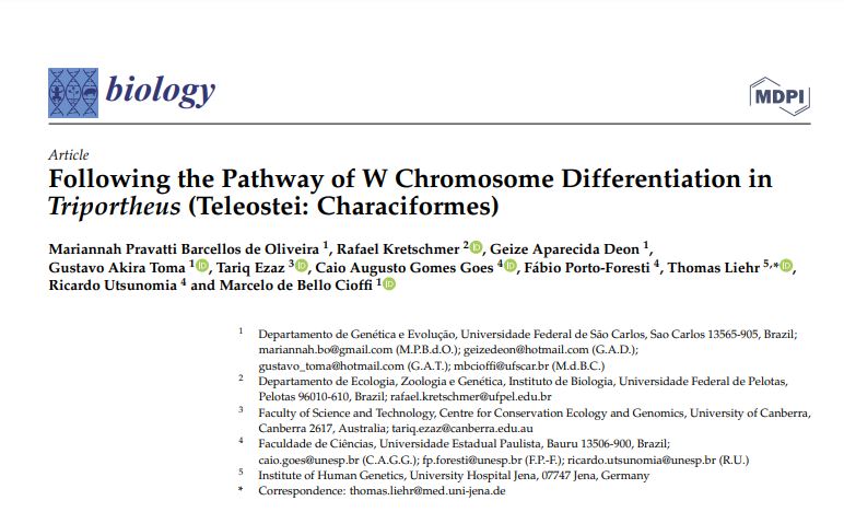 Gustavo A. Toma (@toma_gustavo) on Twitter photo Pleased to share our new paper. Here, Mariannah investigated the elimination and accumulation of satellite DNAs (SatDNAs) along the differentiation pathway of the sex chromosomes of Triportheus fish.
<a href="/RafaelKretschm1/">Rafael Kretschmer</a> <a href="/geizedeon/">Geize Deon</a> <a href="/RUtsunomia/">Ricardo Utsunomia</a> Pleased to share our new paper. Here, Mariannah investigated the elimination and accumulation of satellite DNAs (SatDNAs) along the differentiation pathway of the sex chromosomes of Triportheus fish.
<a href="/RafaelKretschm1/">Rafael Kretschmer</a> <a href="/geizedeon/">Geize Deon</a> <a href="/RUtsunomia/">Ricardo Utsunomia</a>