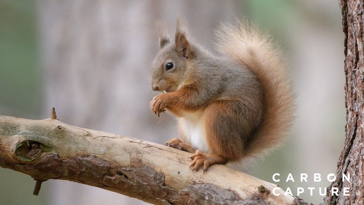 🌰 Keep an eye on the squirrels as they prepare for winter.

Watch them scurrying around, gathering and burying nuts. It's a reminder of the changing seasons and the importance of preparation. 🐿️🍂 #SquirrelLife #SeasonalPreparation