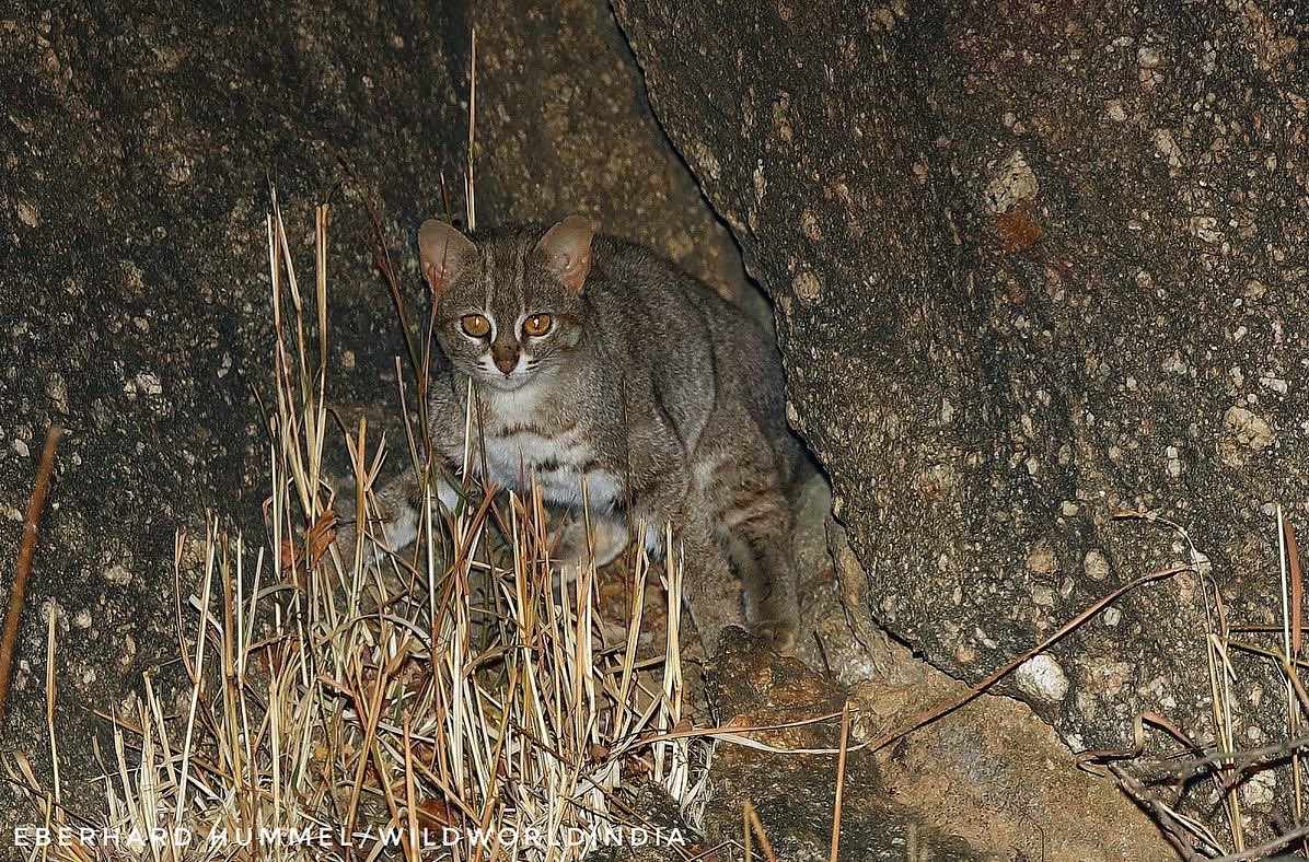 wildworldindia's tweet photo. Leopard Cat in the Himalayan jungles, 2nd is the worldβs smallest cat the Rusty-spotted Cat coming out of its lair.
The Fishing Cat and the Jungle Cat share some traits but the jungle cat is more adaptable and widespread.
#wildworldindia #smallcats #wildcatsofindia #IndiAves https://t.co/Xdo4io7hGL