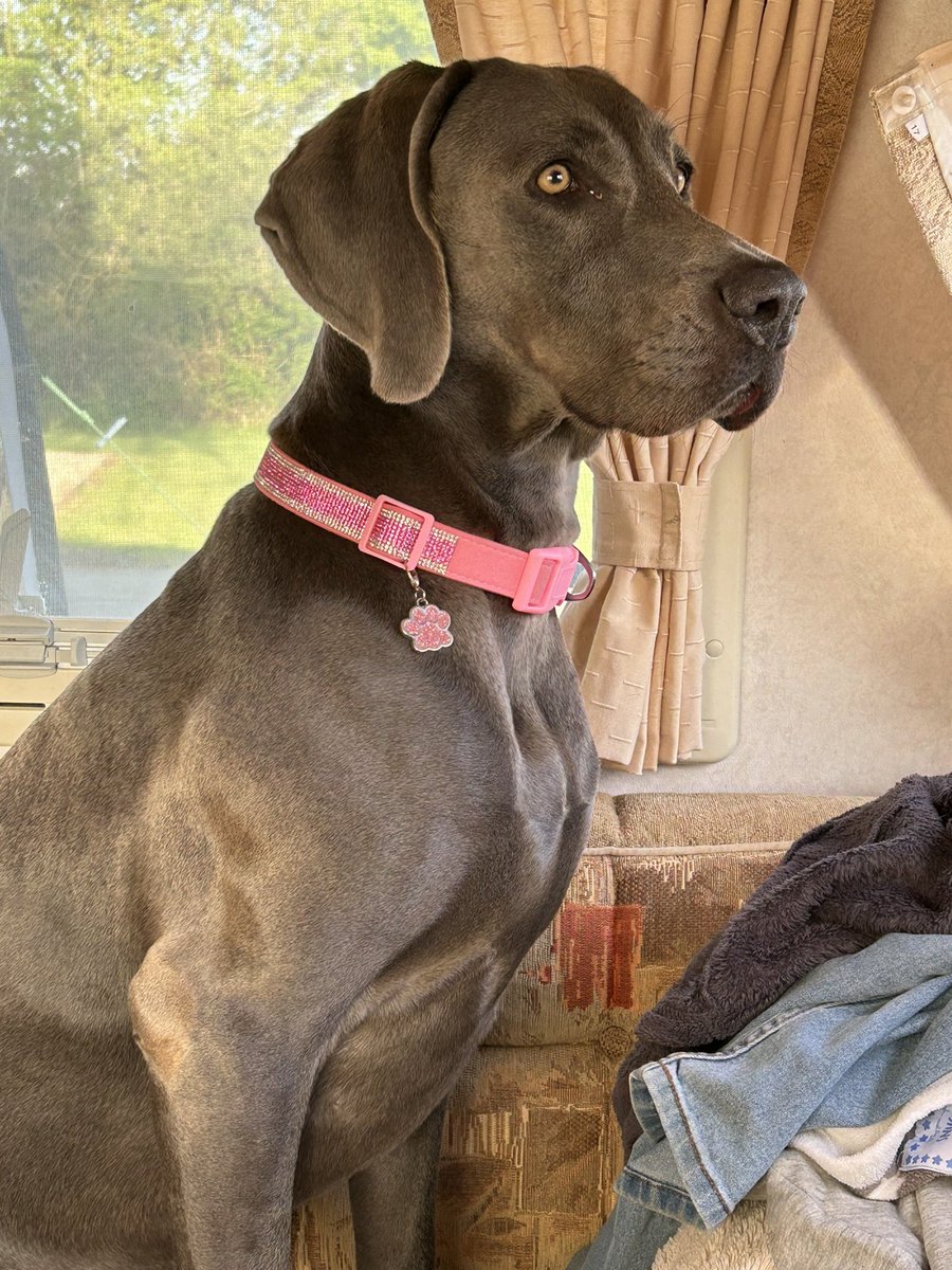 Eclipse Mobile Disco tweet media