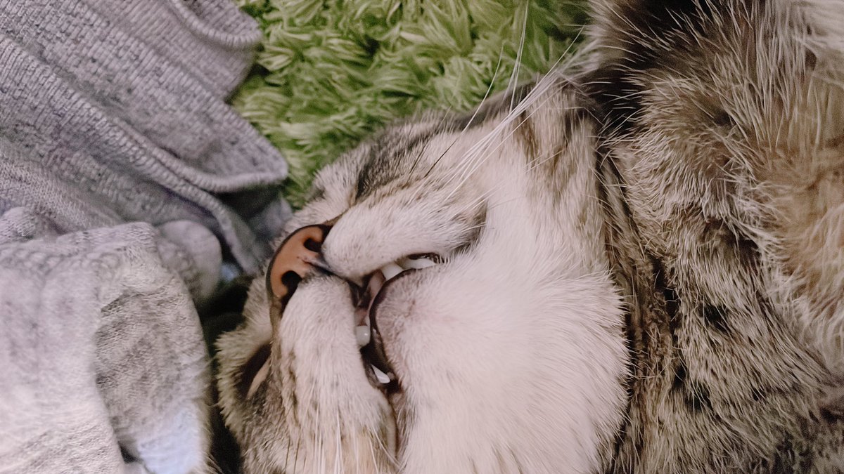 ぐぅ〜すぅ〜ぐぅ〜
レベルはおじさん級のイビキです。笑