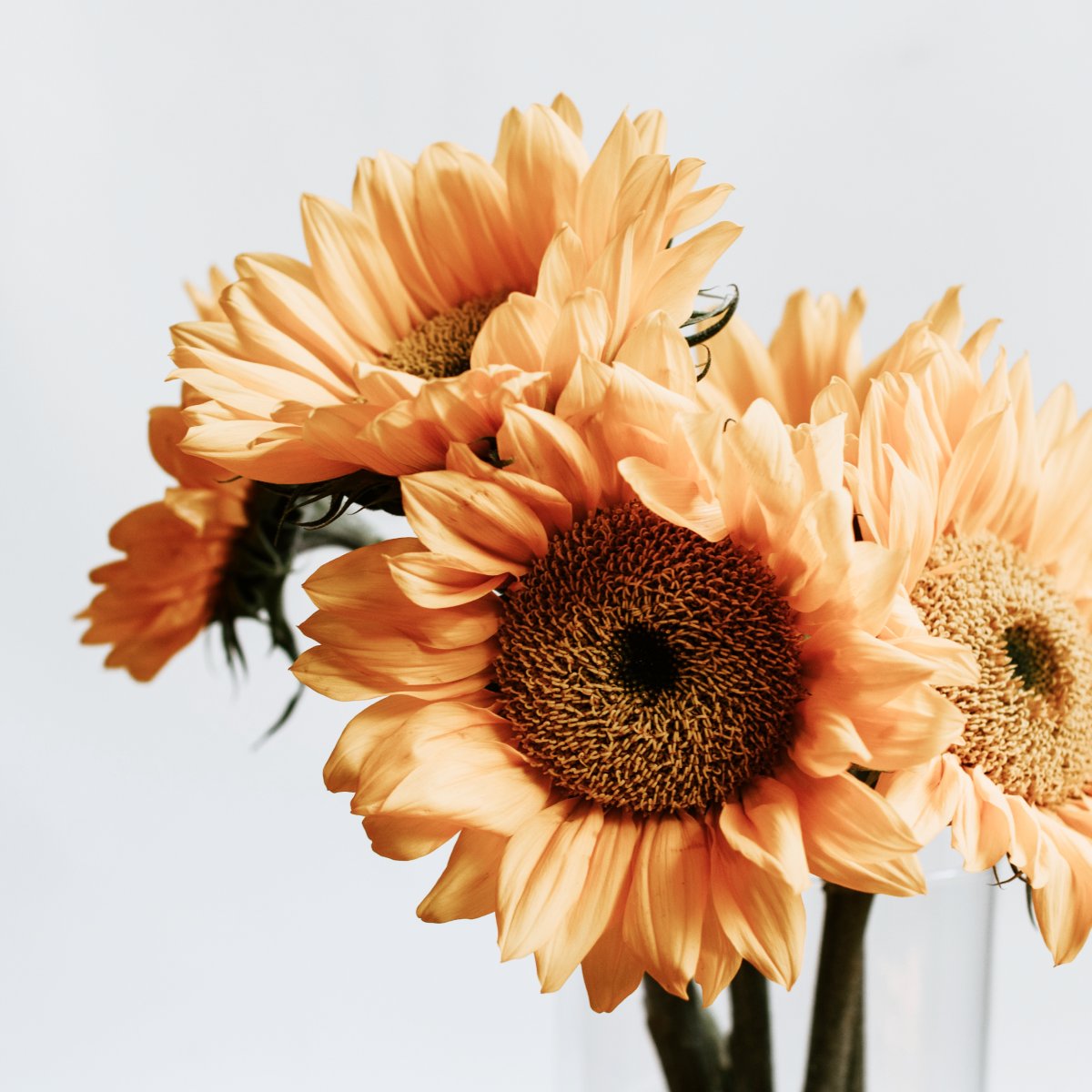 FullSleepbyKoko's tweet photo. Just as flowers bloom with the morning sun, Full Sleep rejuvenates your nights for a brighter day. 🌸💤 #MorningBlossoms #FullSleep https://t.co/qrlAGu2DtW