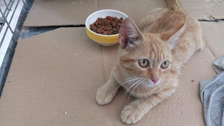 ℂ𝕒𝕣𝕒́𝕔𝕥𝕖𝕣: Como todo bebé muy buena juguetona y agradecida. Muchas ganas de aprender y explorar su entorno, cada dia es una nueva lección para ella.
𝔼𝕕𝕒𝕕:  2 meses y medio
𝕊𝕖𝕩𝕠:  Hembra
+ Inf WhatsApp al :651428414

teaming.net/apaymaprotecto…
#adoptame
#gat