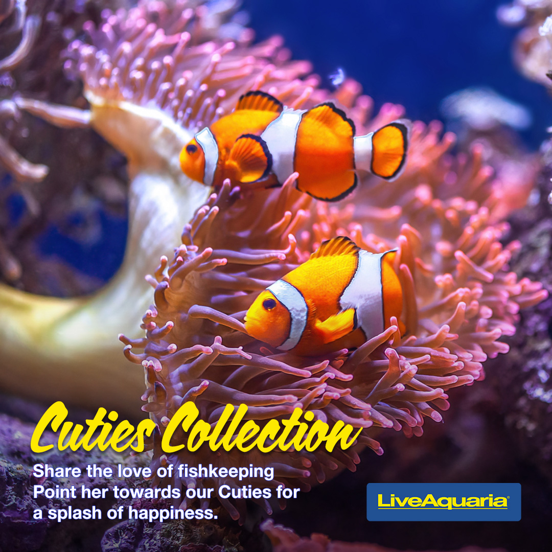 LiveAquaria's tweet image. Hey, fish fans! Did our Cuties collection cast a spell on you? Don't miss out on adding these adorable aquatic wonders to your world. Dive into delight once again and bring home the magic! bit.ly/3OFSYQr

#CutiesCollection #AquaticMagic