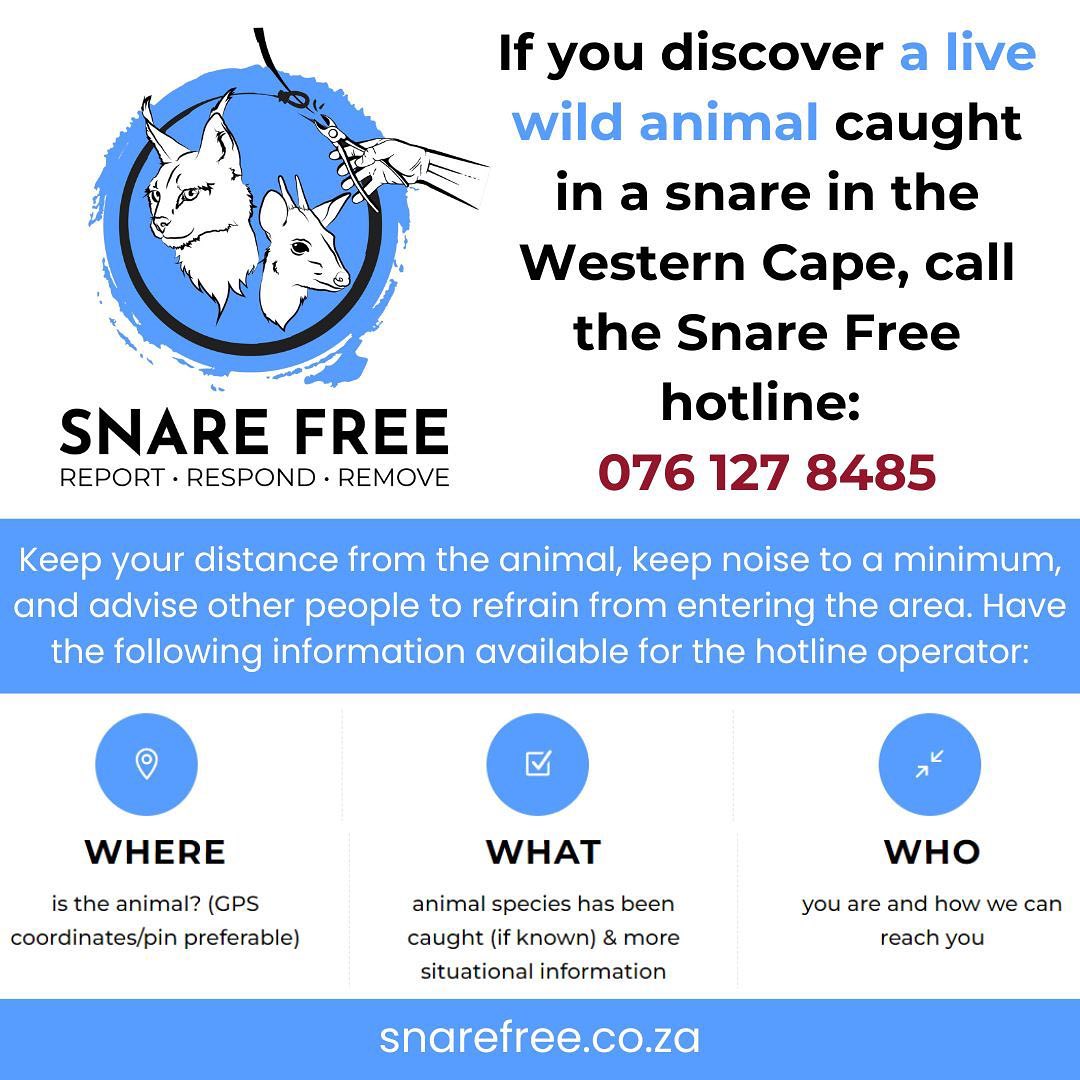 #SnareFree call to action ~ If you discover a 𝗹𝗶𝘃𝗲 𝘄𝗶𝗹𝗱 𝗮𝗻𝗶𝗺𝗮𝗹 caught in a snare in the Western Cape, call the Snare Free hotline for assistance on 𝟬𝟳𝟲 𝟭𝟮𝟳 𝟴𝟰𝟴𝟱.
For what to do in any other scenario, visit snarefree.co.za

#snarefreewesterncape