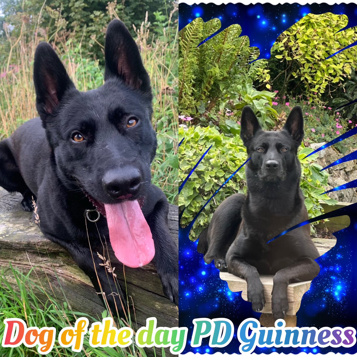 K9memorialUk's tweet photo. Our dog of the day today is PD Guinness.

It’s with a heavy heart that we share with you that Guinness recently crossed the rainbow bridge🌈. Our thoughts are with his family at this sad time😢

Thank you for your service🐾💙🐾
#WeWillRememberYou 

@scotty_fi @ChNWPoliceDogs https://t.co/rbahYij3rq