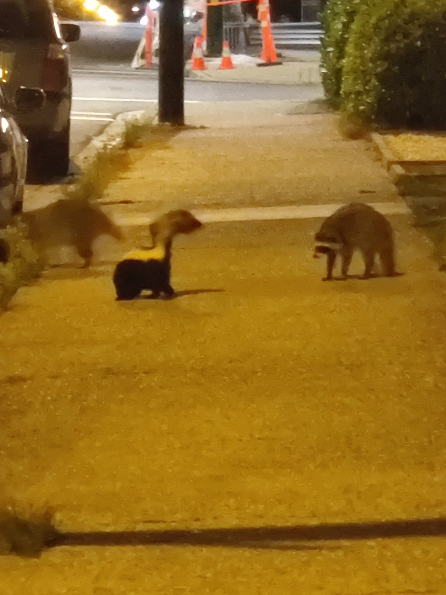 jayfung604's tweet photo. @MHKogath @purrodie Yeah it's annoying (or is it a feature?) but I'm literally living in a dead zone. Went for a walk last night and ran into some real wildlife https://t.co/mznMbdpiQp