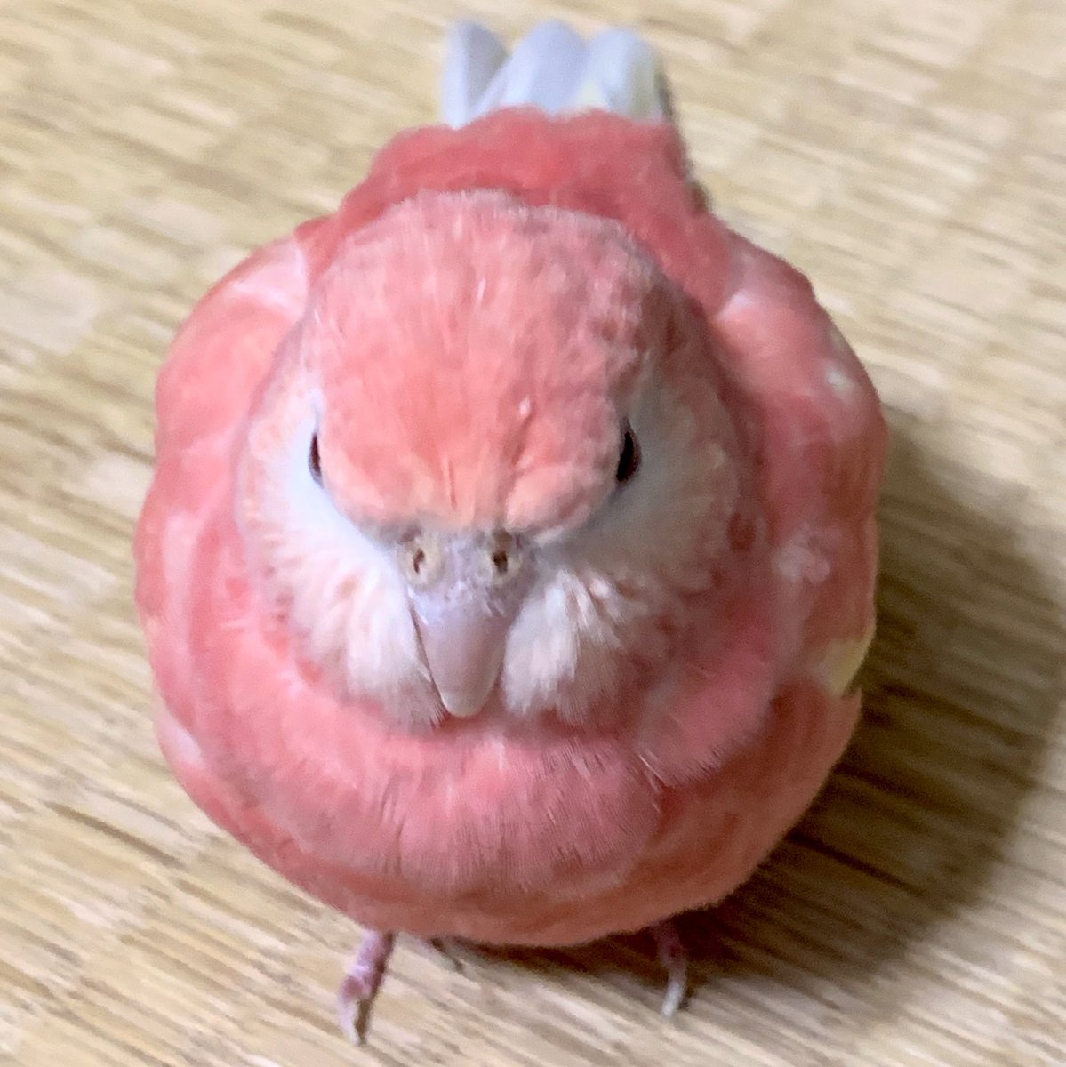 丸みがヤバい。
もう完全な桃になろうとしてるのだろうか…
 
#アキクサインコ