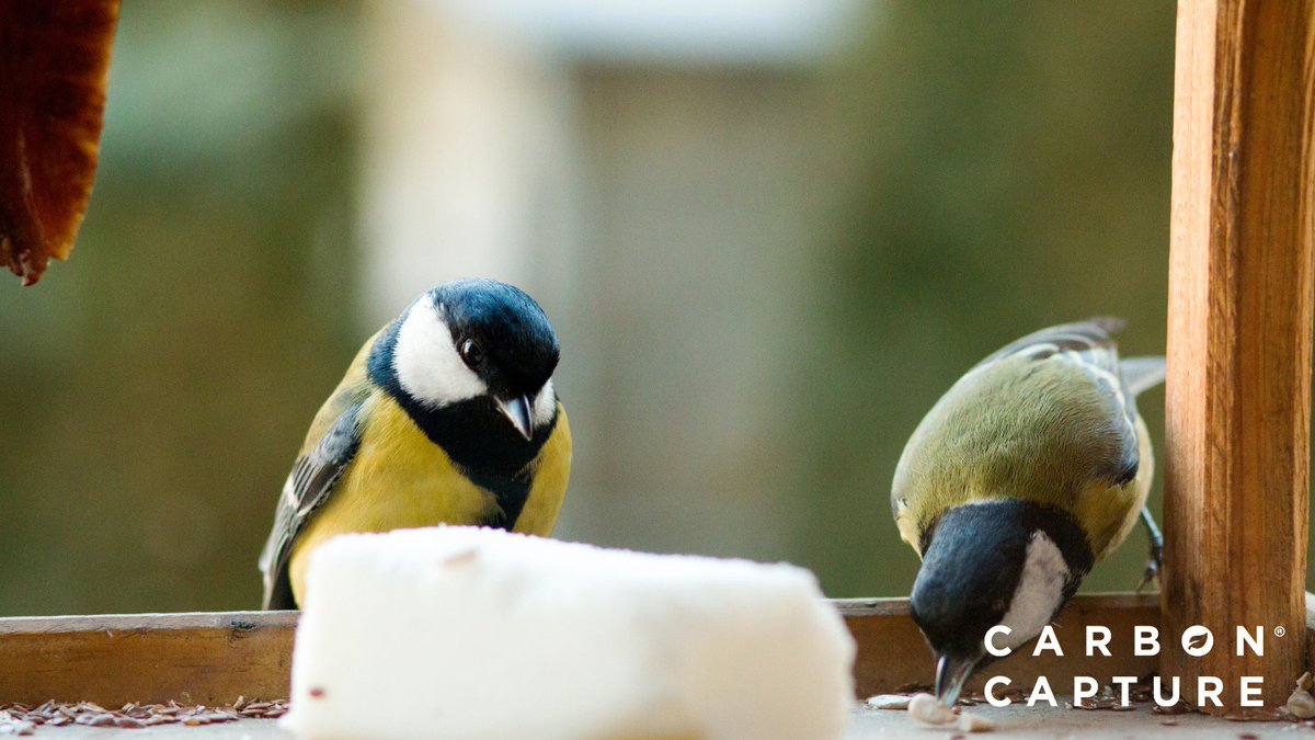🦢 If you're feeding birds, remember that their dietary needs change with the seasons.

Switch to offering high-energy foods like suet and nuts as they prepare for colder months. 🐦❄️ 

*always check first*

#BirdFeedingTips #SeasonalNourishment