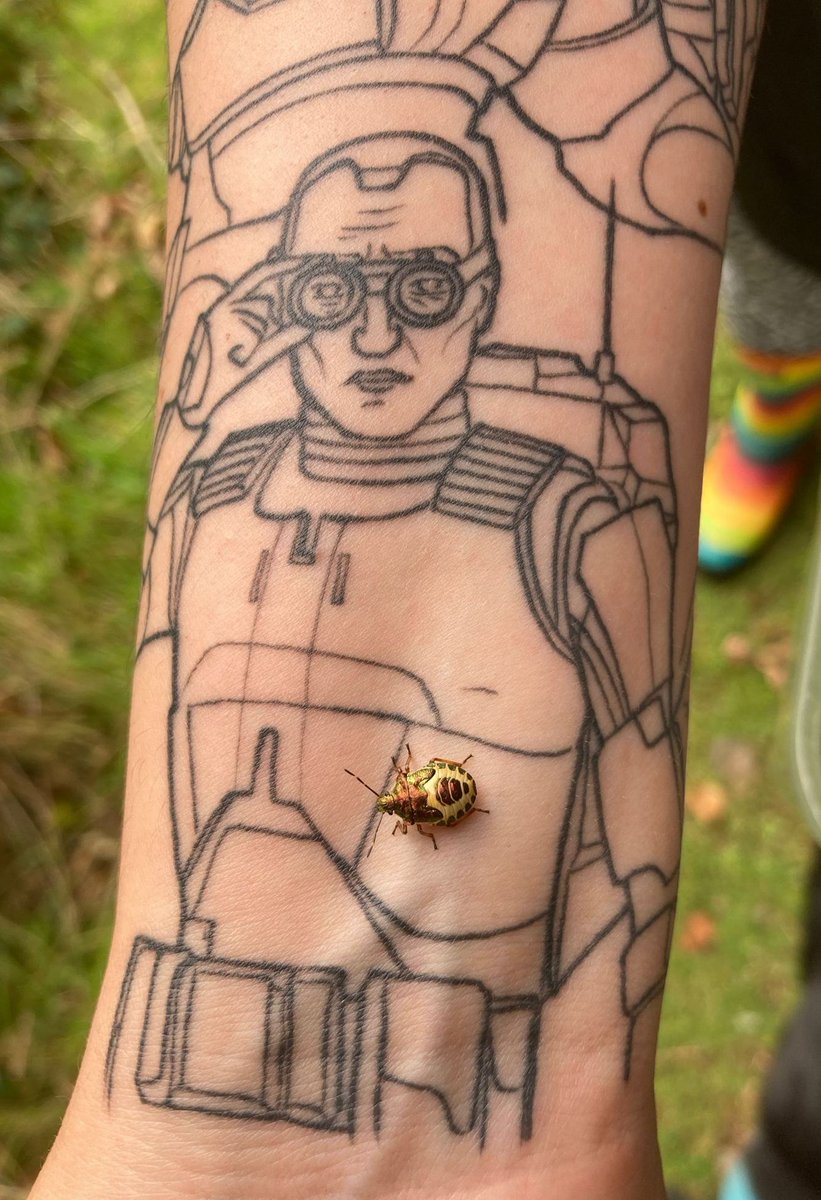 SticklandJodie's tweet image. A beautifully holographic Troilus luridus final instar cream form. Or more commonly known as a Bronze Shieldbug.
Fascinating.
#tech #techbadbatch #bugs #fascinating