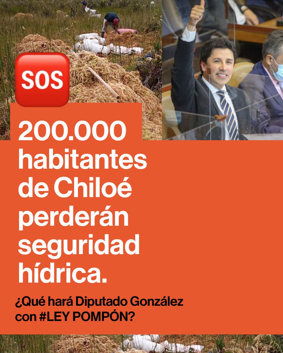 El diputado González (de región de Los Lagos) se ha manifestado en comisión mixta de #LeyDeTurberas : a favor de seguir con la grave extracción del musgo POMPON.

De llegar a aprobarse esto , las 200.000 personas que habitan el archipiélago de #Chiloé perderán SEGURIDAD HÍDRICA
