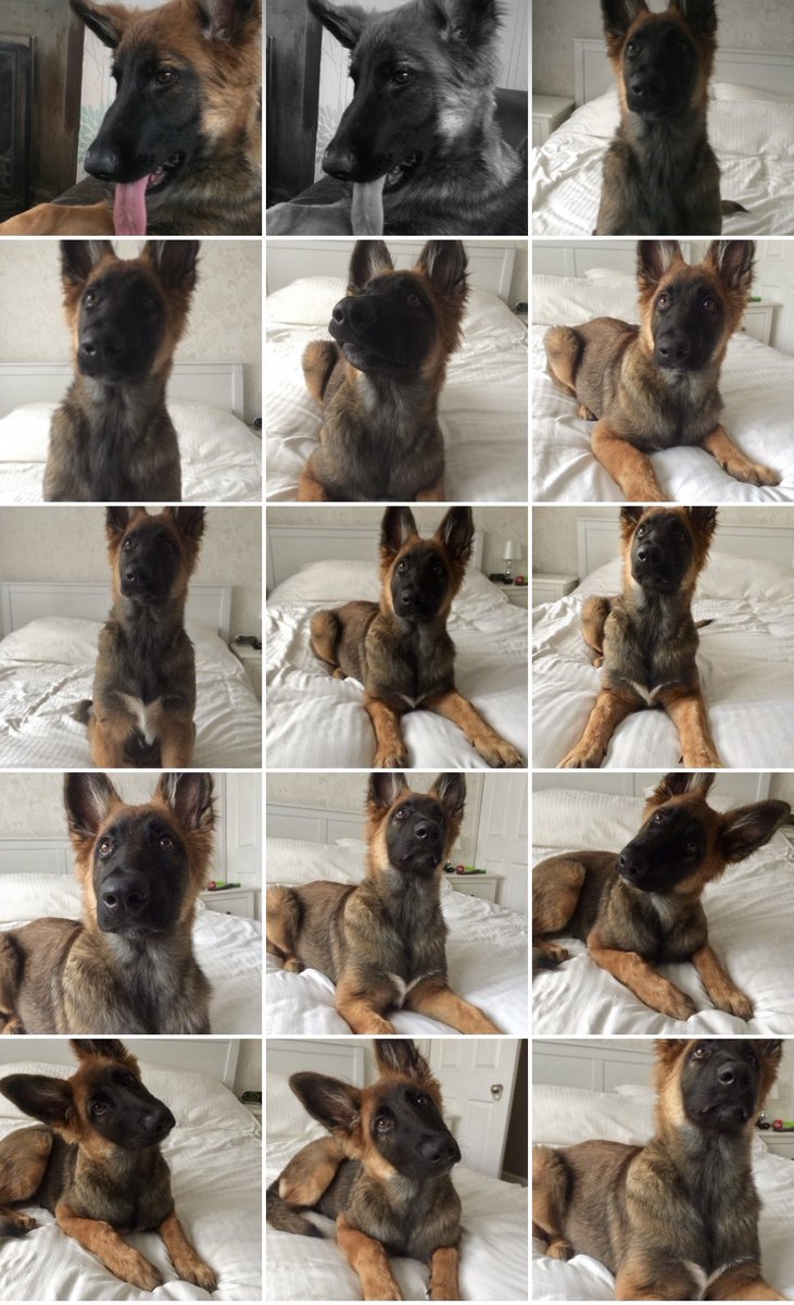 NicNic711's tweet photo. Just realised itโs throwback Thursday #summer #bb #gsdxmali #MetPolPup https://t.co/BxbOuDcTzR