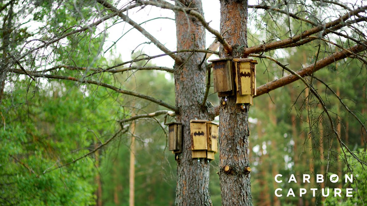 🦇 Bats become more active during autumn, feeding heavily to build up fat reserves for hibernation.

Keep an eye out for these elusive creatures as they dart through the evening skies. 🌙🦇 #BatSeason #NocturnalLife