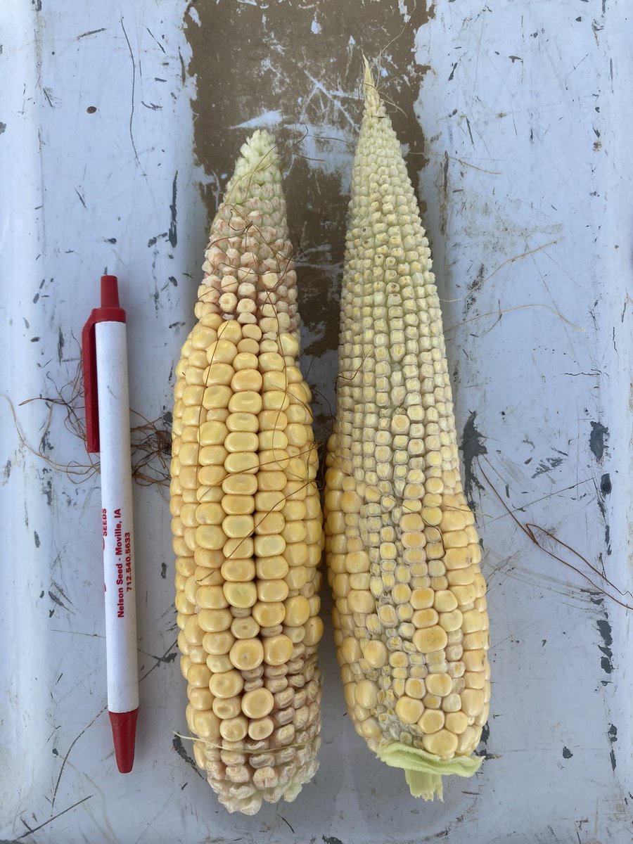 I picked these from my highest fertility farm. Ave year could flirt with too wet, this yr had the most rains of my farms. First 2 pics came off plants that were 100% green stalks yet. The last came from a known light area in field. Definitely plants with no ears #Grow23 #OATT