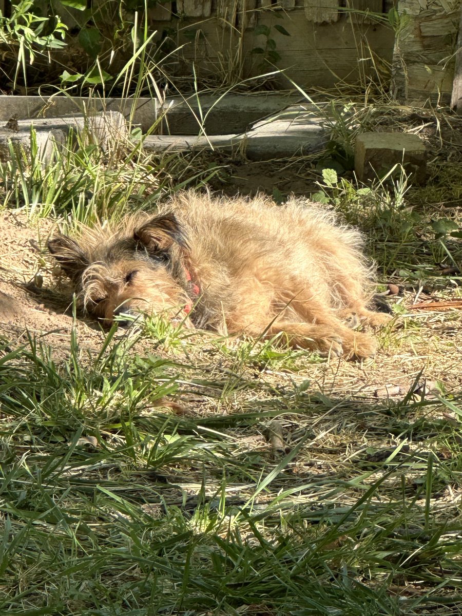 4zoyazu's tweet photo. Sun dog #dogsoftwittwer #dogsofx lol https://t.co/eWBnQrVLgO