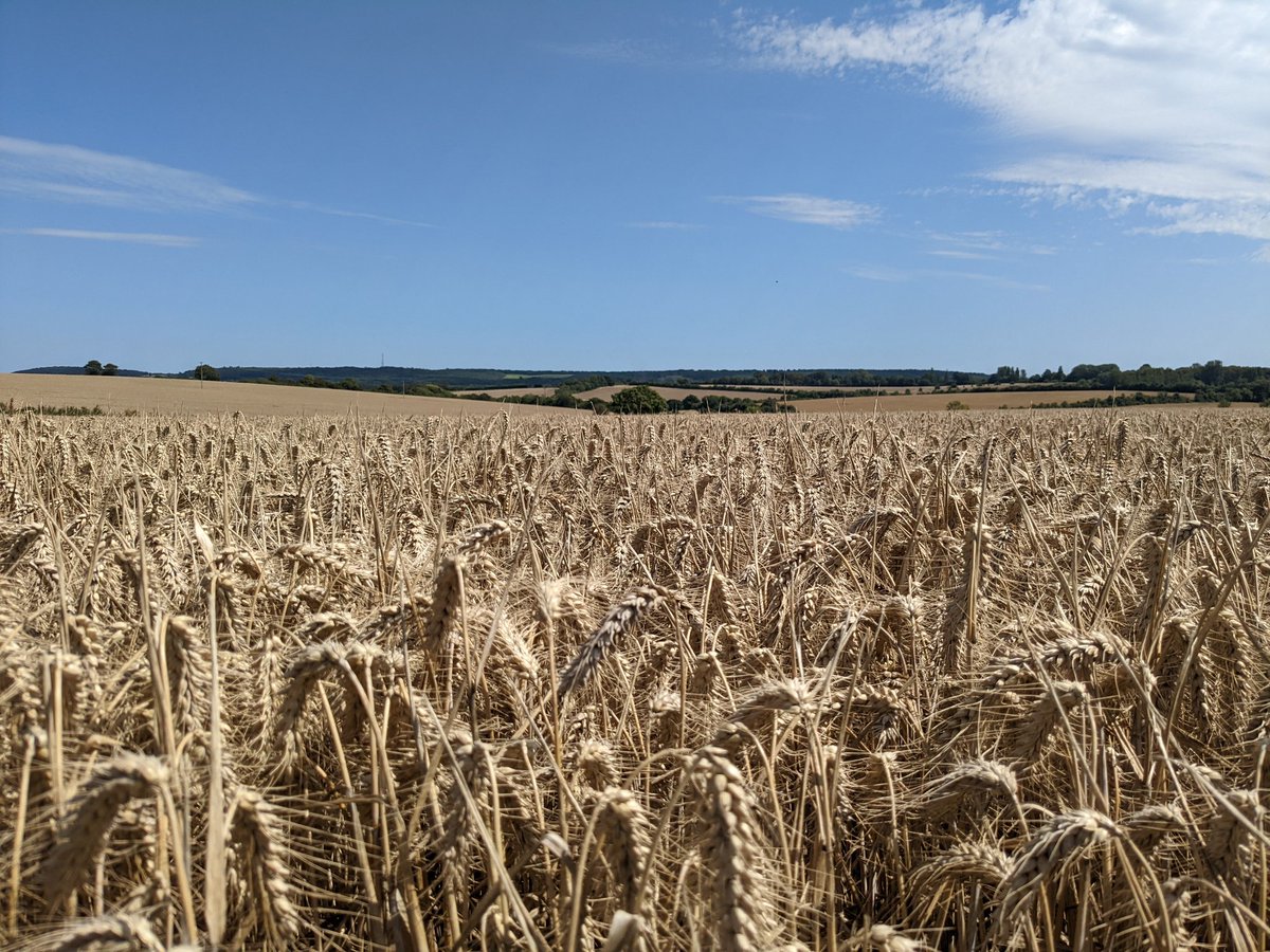 Amia_Cat's tweet photo. Bimbling from #Selling to #Badlesmere was delightful.
I had to play 'hunt the footpath sign' but found it eventually hidden in a hedge heavy with hops. Orchards, wheat fields, kestrels, buzzards and a gorgeous valley with woods to either side π
@SlowWaysUK #greenpilgrimage https://t.co/8feDbHfEFJ