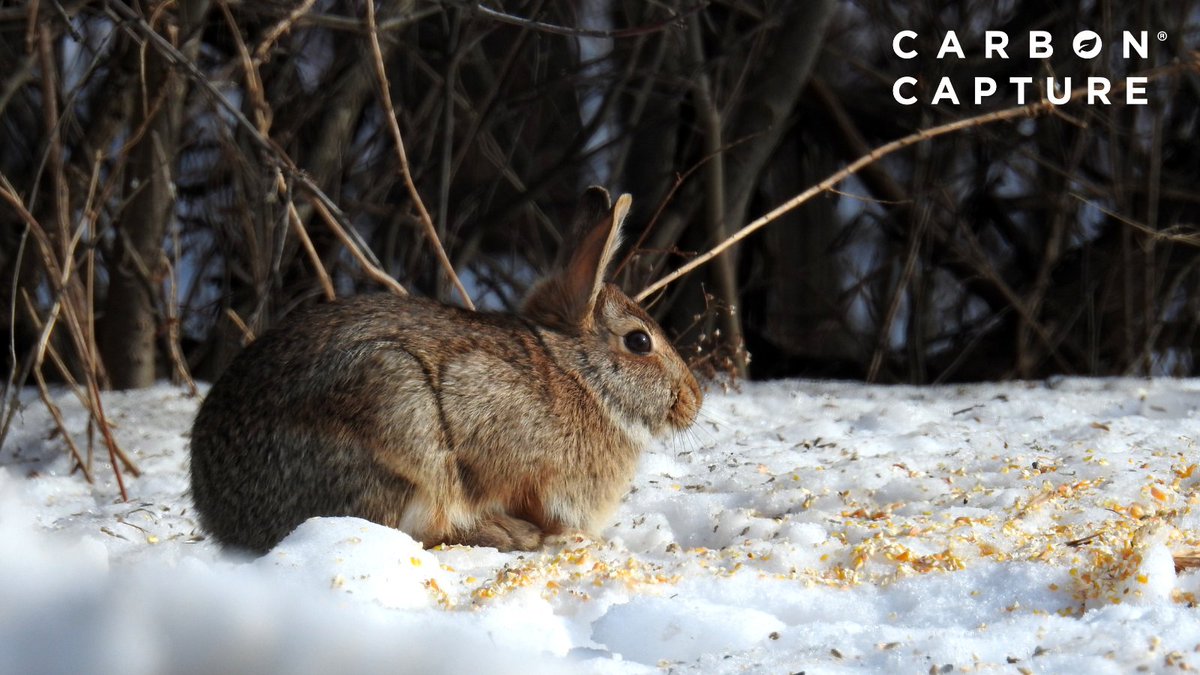 ❄️ With the gradual cooling of temperatures, many animals grow thicker fur or feathers, providing them with extra insulation against the cold.

It's nature's way of ensuring their survival through winter. 🍂🧣 #WinterInsulation #AdaptiveNature