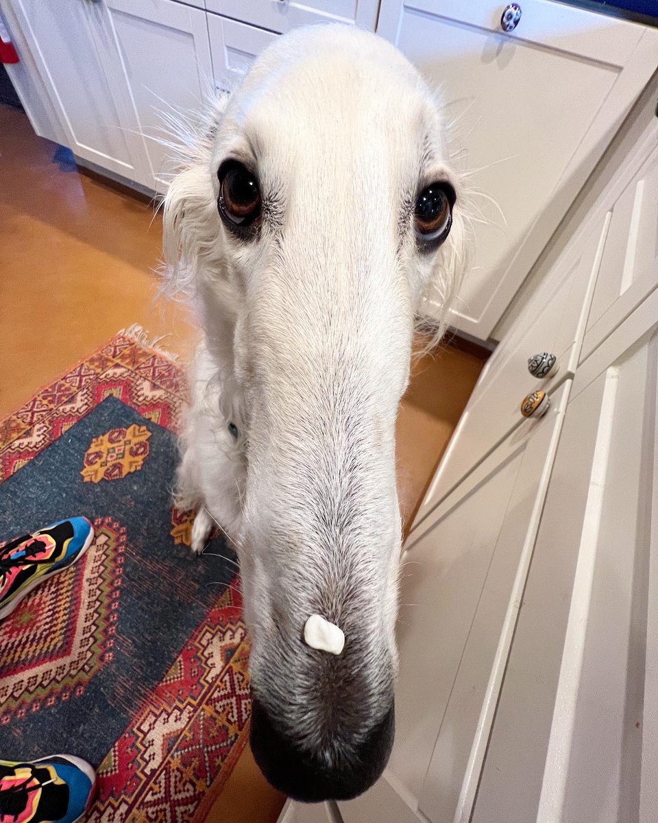 Do you even Curd, Bro? #borzoi