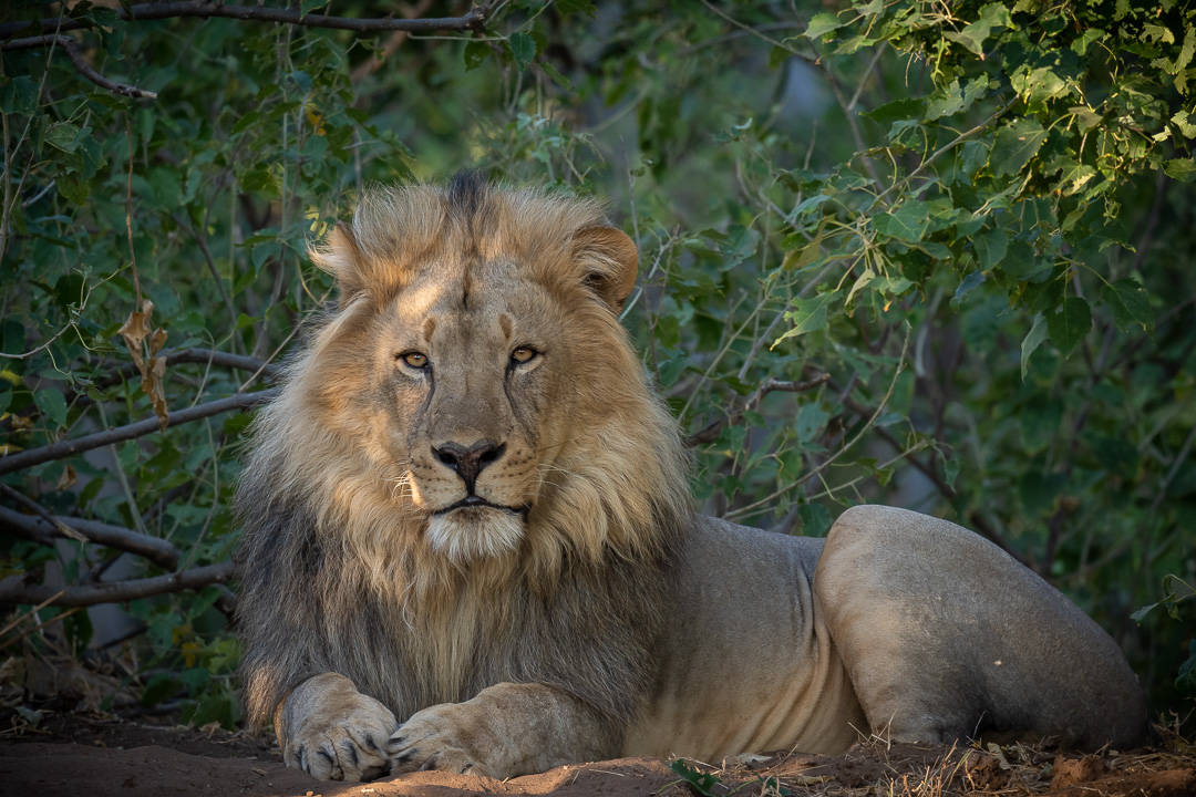 Happy World Lion Day🦁

At Mashatu Game Reserve, we are honoured to be the home of incredible lion prides that roam our vast landscapes, and are reminded of the importance of preserving their habitat and protecting these awe-inspiring animals for future generations💚#WorldLionDay