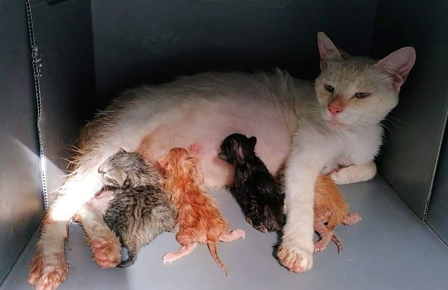 🚨MAMI Y BEBÉS NECESITAN
       AYUDA‼️🐈❤️
Comidita para ellos hasta que puedan estar en adopción!! 🙏 @bcngatigos 
#Barcelona #Catalunya 
#XarxaCatalunyaAdopcions 
#XarxaBarcelonaAdopcions