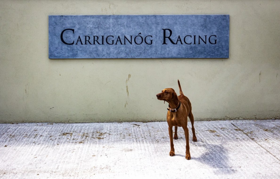 shirlsy's tweet photo. The rain &amp; fog did not dampen spirits for a glorious trip to see @JosephOBrien2 &amp; @tarakarmstrong. Thank you for having me.
Horses ⭐️⭐️⭐️⭐️⭐️
Training Facilities ⭐️⭐️⭐️⭐️⭐️
Hosts &amp; hospitality ⭐️⭐️⭐️⭐️⭐️
Puppies⭐️⭐️⭐️⭐️⭐️
Weather⭐️⭐️

 #TattsOnTour 🇮🇪🏇🏽 https://t.co/bE7vZeIMZF