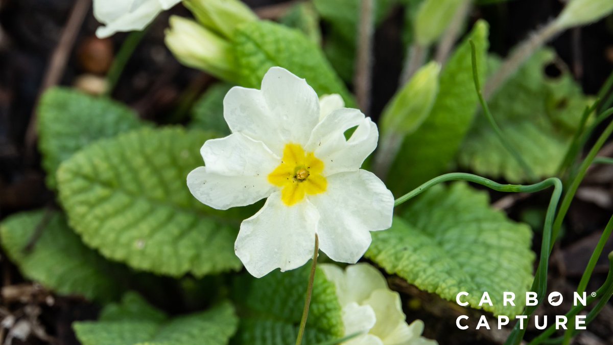 🌼 Keep your eyes peeled for the last wildflowers of the year.

While most have finished blooming, a few hardy species will still grace us with their beauty. It's a reminder of nature's resilience. 🌸🍂 #LateBloomers #NatureResilience