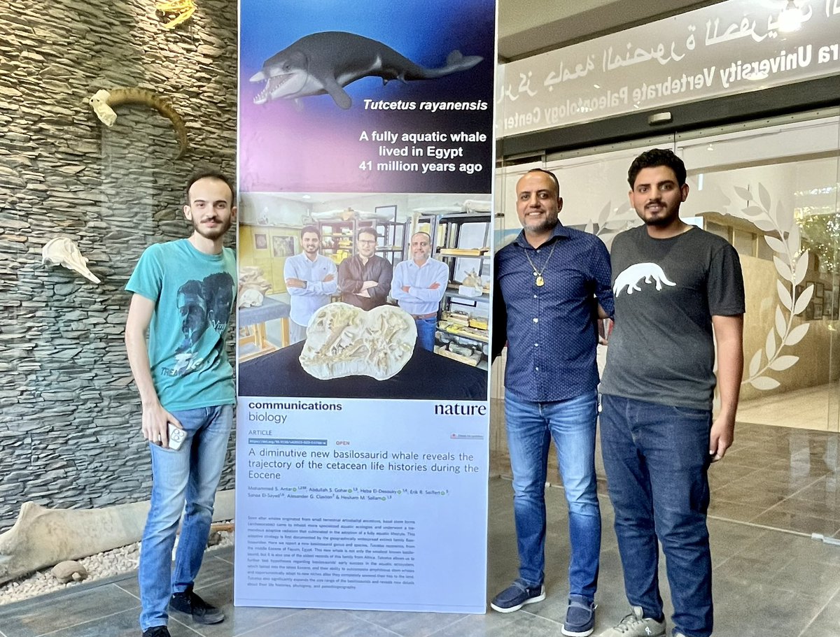 heshamsallam's tweet photo. Exciting collaboration with a brilliant scientist @Gohar_A_S, co-author of #Tutcetus, and talented scientific illustrator @AhmadMorsi14, a pioneer in #Egypt! 🌟 #SallamLab #MUVP" https://t.co/Emm3ik872H