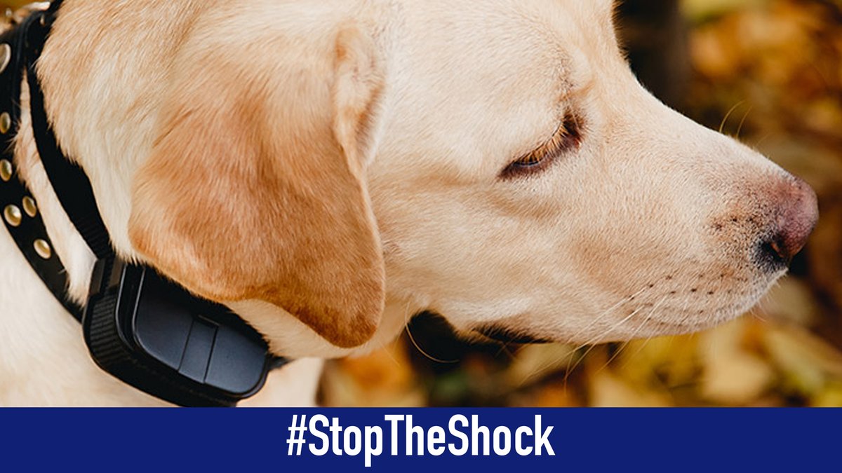 I'm joining @RSPCA_official in their call to #StopTheShock . Govt have committed to banning the use of shock collars in England (in line with Wales) but there are now fears that this could be a broken promise as the anti-ban argument gets louder .

We don't have long to make our…