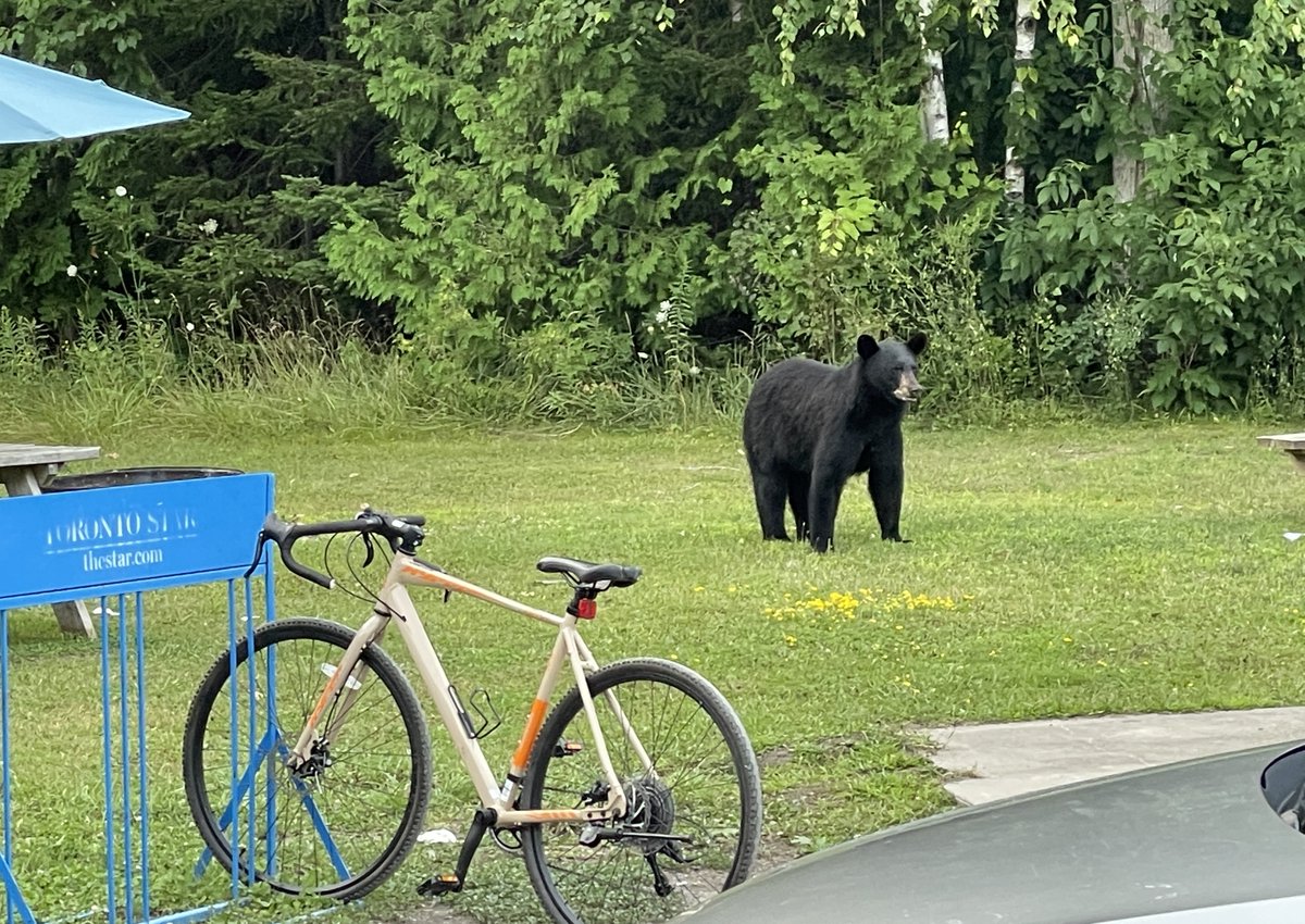 greybrucelife's tweet photo. This cute little mama bear was snooping around the Call of the Wild store north of Sauble Beach last night! #bearsighting #blackbear #saublebeach #greybruce #Ontario #greybrucelife https://t.co/iSsecYRgqC