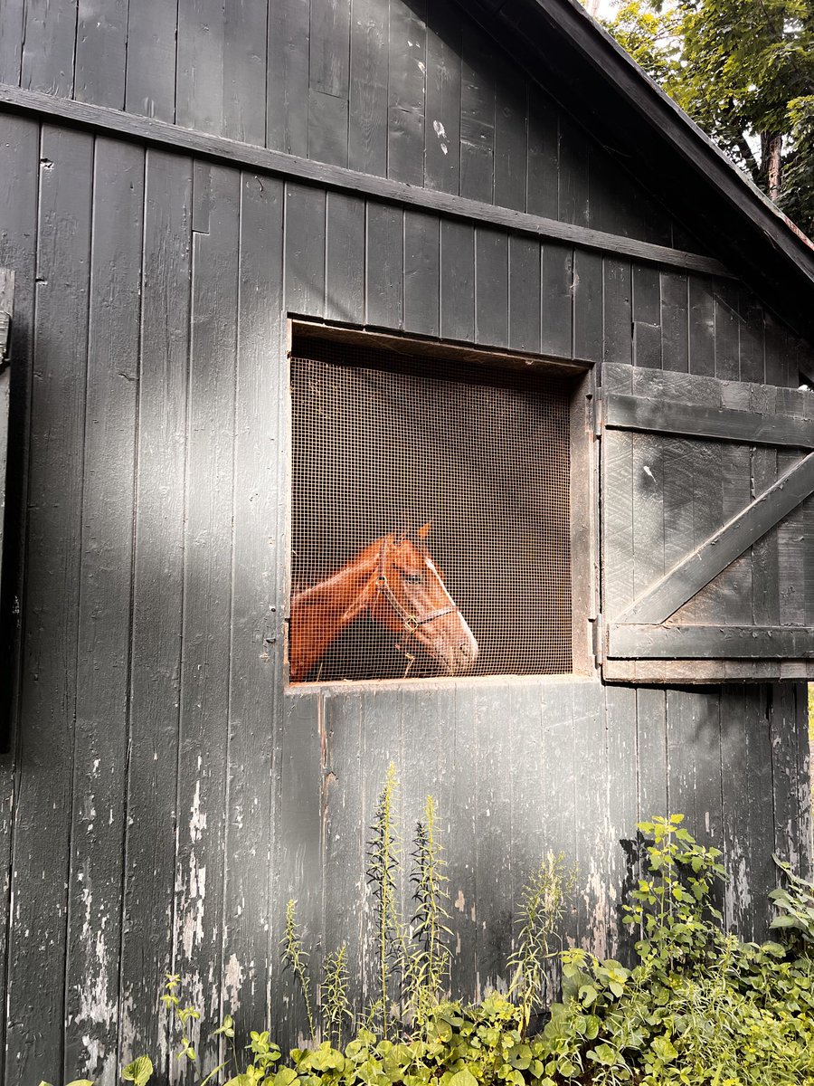 mig4450's tweet photo. It was a beautiful morning on the backstretch in Saratoga. #blessed https://t.co/mxhLVYM6jh