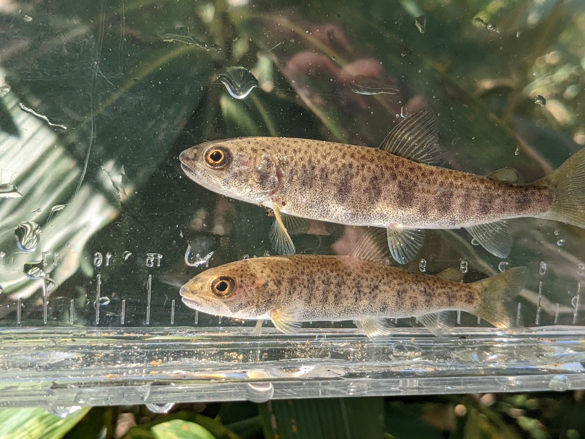 Pete Rand (@pete_rand) on Twitter photo Great grad student opportunity to study how climate change might impact a rare fish (taimen) in Japan! Looking for a unique combination of field/lab skills, Japanese language, and experience with programming in R. Contact ojensen@wisc.edu. limnology.wisc.edu Great grad student opportunity to study how climate change might impact a rare fish (taimen) in Japan! Looking for a unique combination of field/lab skills, Japanese language, and experience with programming in R. Contact ojensen@wisc.edu. limnology.wisc.edu