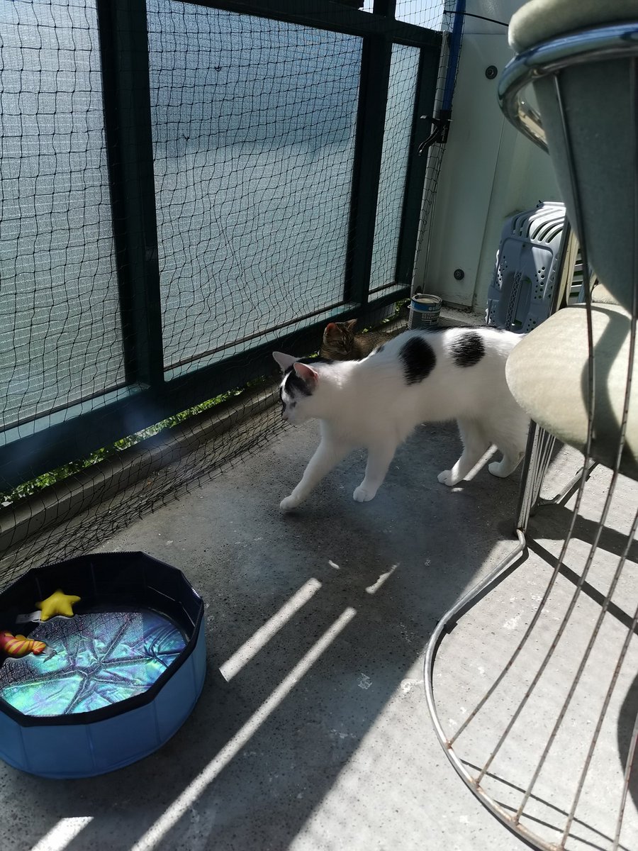 Mein Katzenpool wird innen immer so schnell schmierig. Bakterien?
Denkt Ihr, ich sollte Chlor reinmachen?