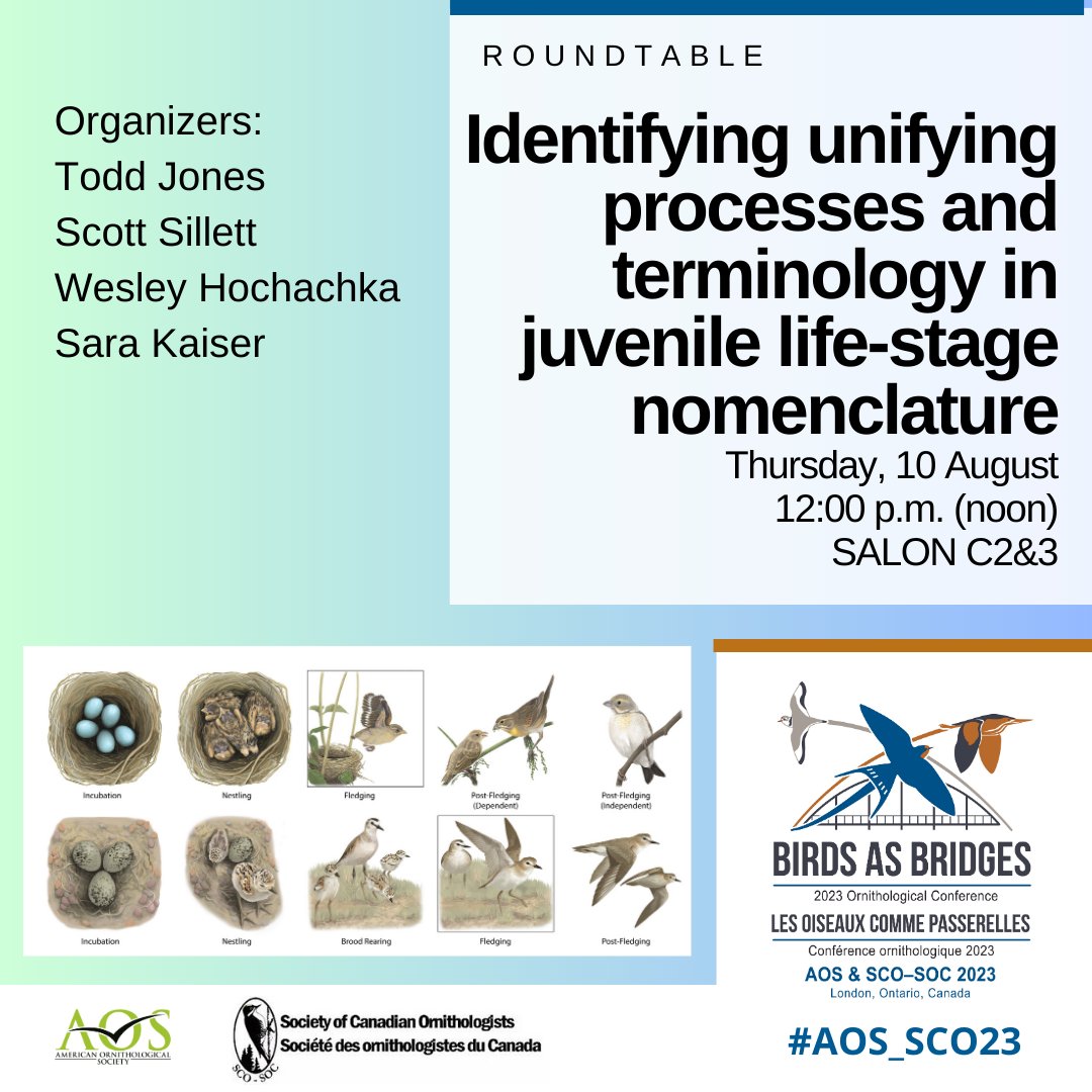 #AOS_SCO23 roundtable: Identifying unifying processes and terminology in juvenile life-stage nomenclature: Thursday, 10 August, 12:00 pm (noon)
meeting.americanornithology.org/program/roundt…   
#ornithology
<a href="/SCO_SOC/">SCO-SOC</a>