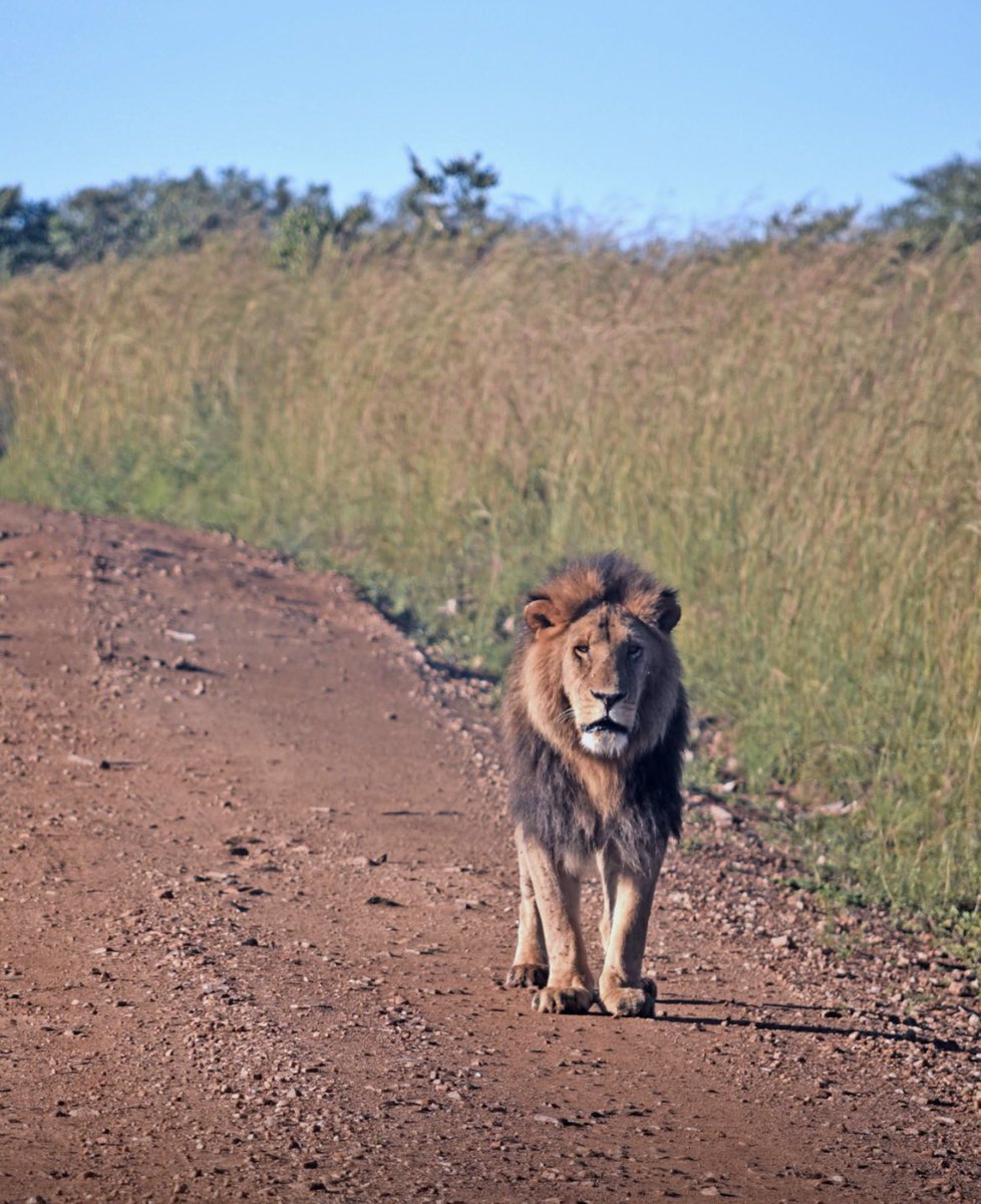 #TBT to members of this pride I was lucky enough to see while in Kenya🇰🇪 on #WorldLionDay