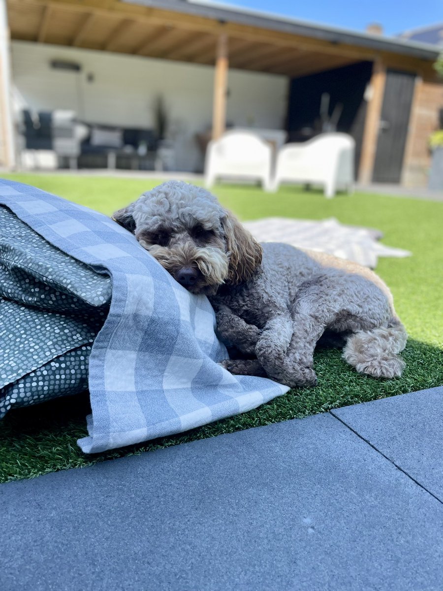 71kletsmajoor's tweet photo. Genieten van deze mooie zonnige dag op de Diesel manier, ik hou je bedje wel bezet baasje 🥰🐶 https://t.co/k5aNAkBVwX