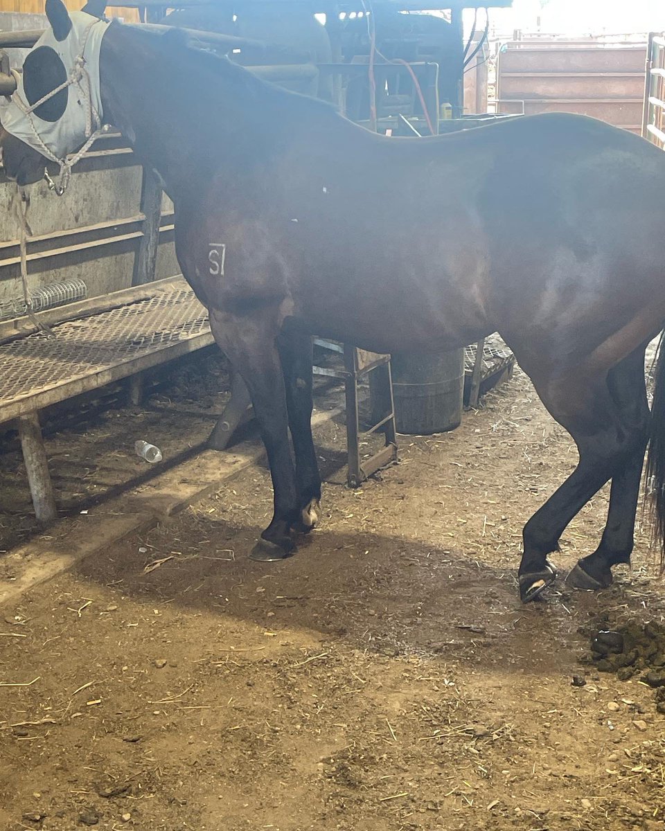 MinterPatryck's tweet photo. 10 YO 
Beautiful Bay Gelding 15.2HH 
He will do any job you ask of him, and will give you everything he’s got. I’ve roped bulls, headed steers, and gathered big country on him and he’s never quit me. Chexx requires an experienced rider, because he will pitch on you.
$4K https://t.co/6KJWOfTILj